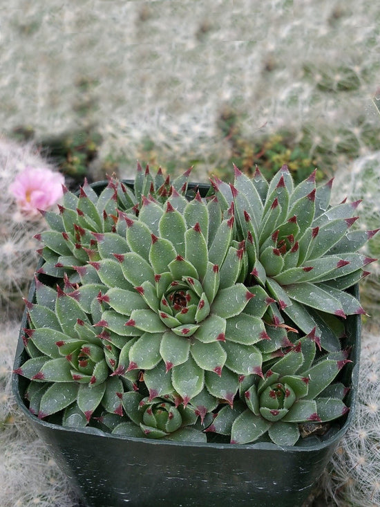 hen-and-chicks-succulent-plant-Sempervivum Tectorum