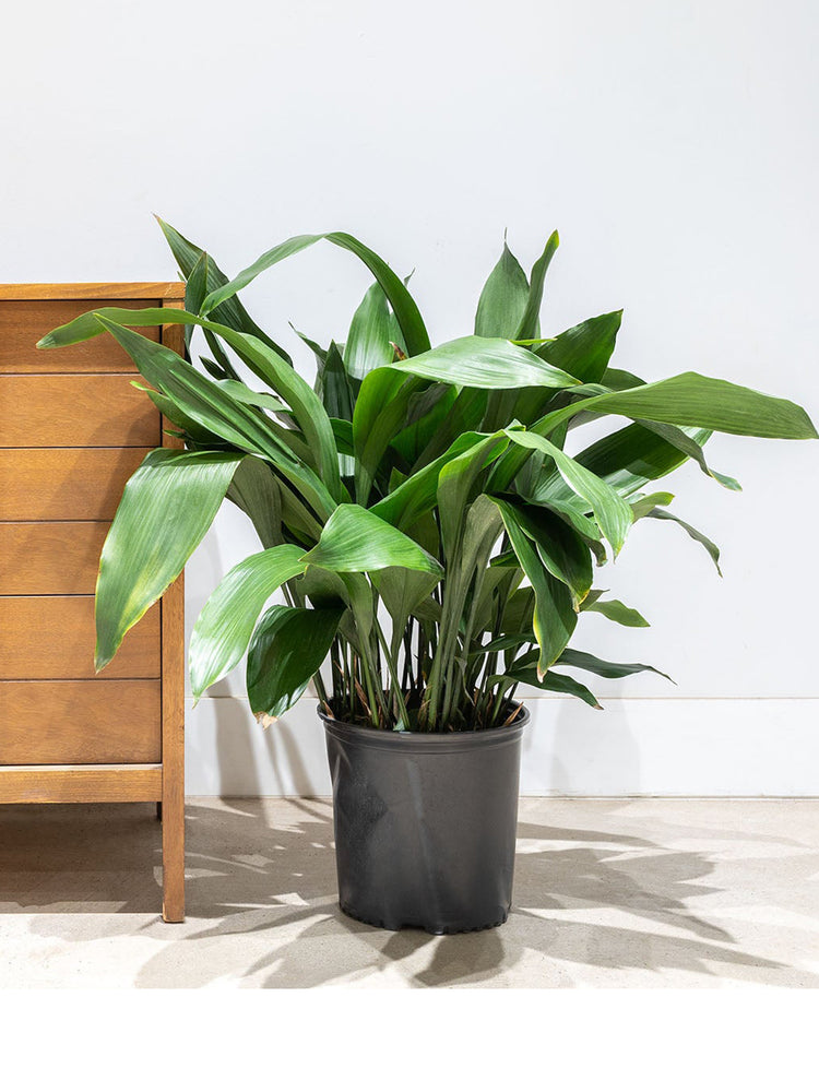 cast-iron-plant-Aspidistra Elatior