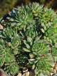 hen-and-chicks-succulent-plant-Sempervivum Tectorum