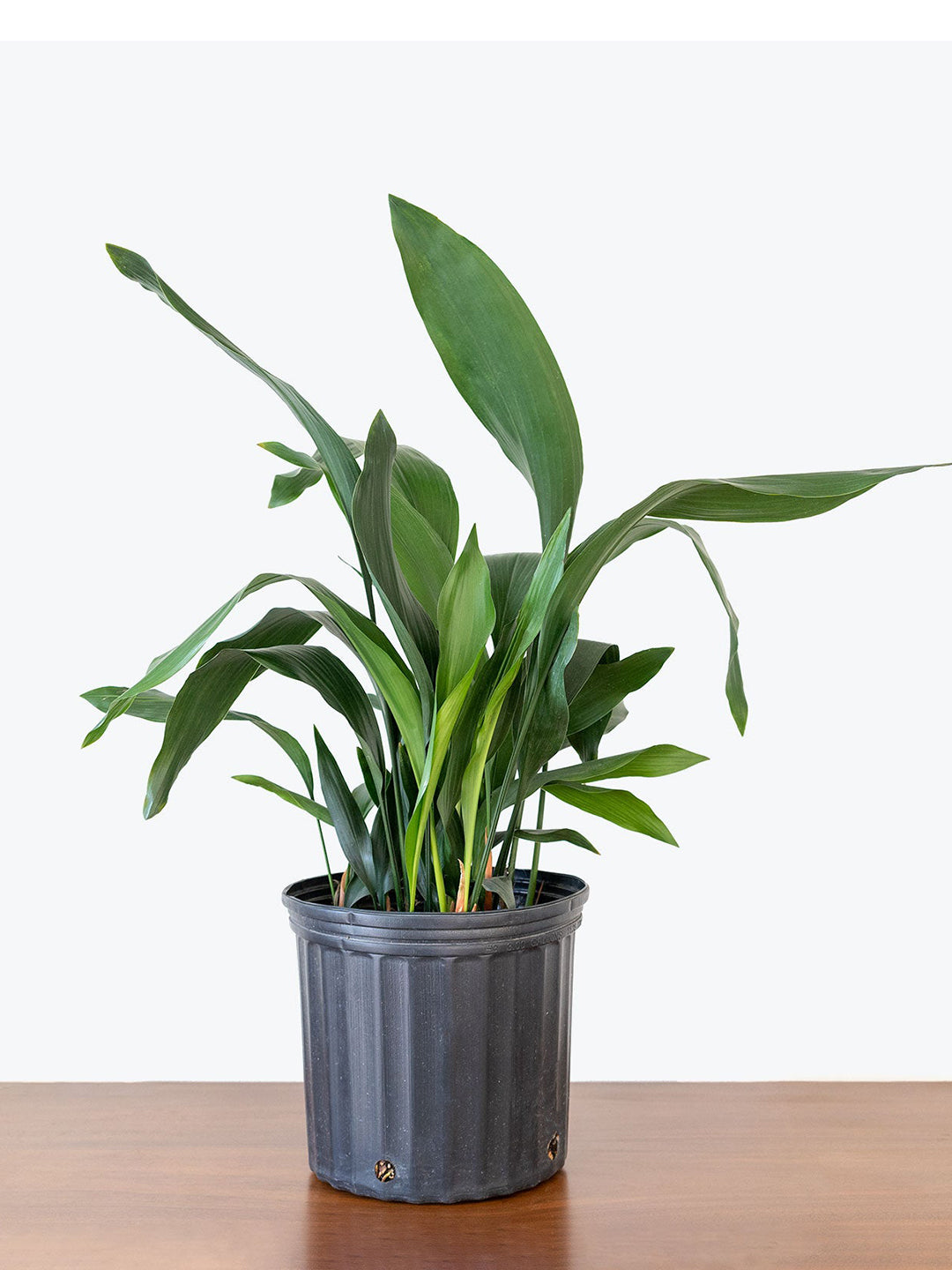 cast-iron-plant-Aspidistra Elatior_1