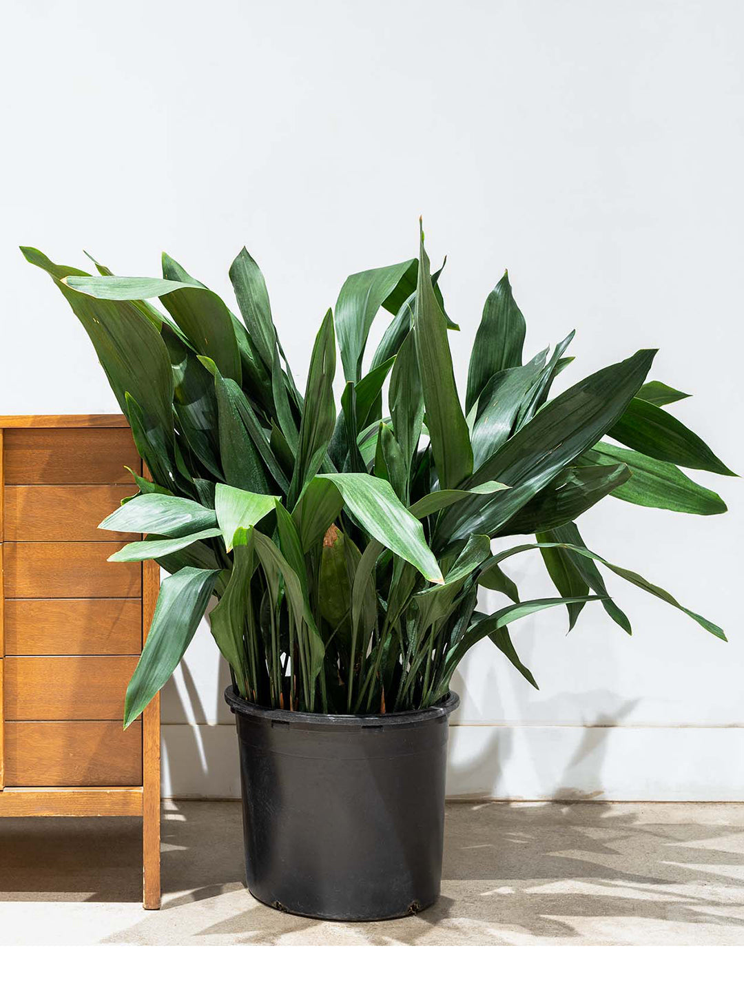 cast-iron-plant-Aspidistra Elatior_1