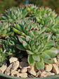 hen-and-chicks-succulent-plant-Sempervivum Tectorum