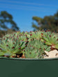 hen-and-chicks-succulent-plant-Sempervivum Tectorum