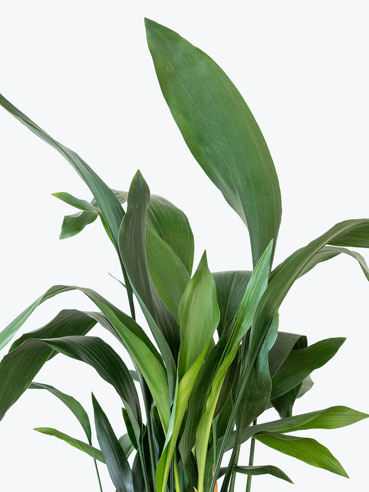 cast-iron-plant-Aspidistra Elatior_1