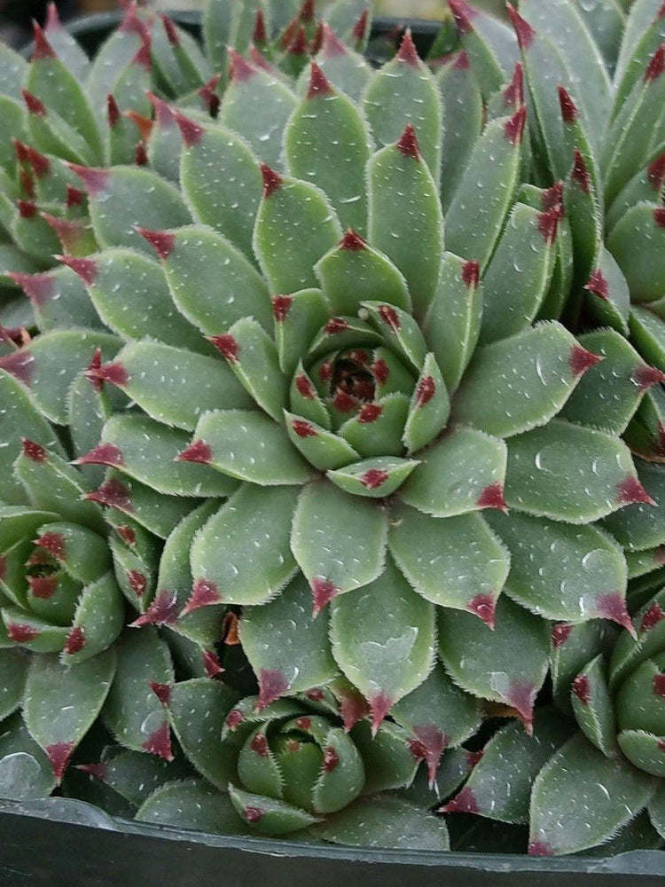 hen-and-chicks-succulent-plant-Sempervivum Tectorum