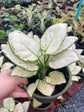 Aglaonema Super White