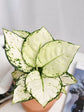 Aglaonema Super White