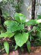 Alocasia Macrorrhizos