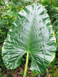 Alocasia Macrorrhizos