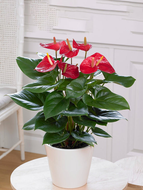 Anthurium Andraeanum &