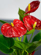 Anthurium Andraeanum &