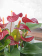 Anthurium Andraeanum &