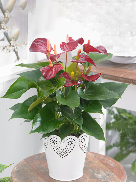 Anthurium Andraeanum &