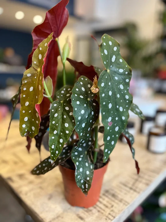 Begonia Polka Dot Plant