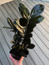 Black ZZ Plant Rare Zamioculcas zamiifolia - Raven