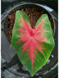 Caladium Rosemary