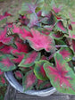 Caladium Rosemary