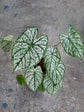 Caladium &