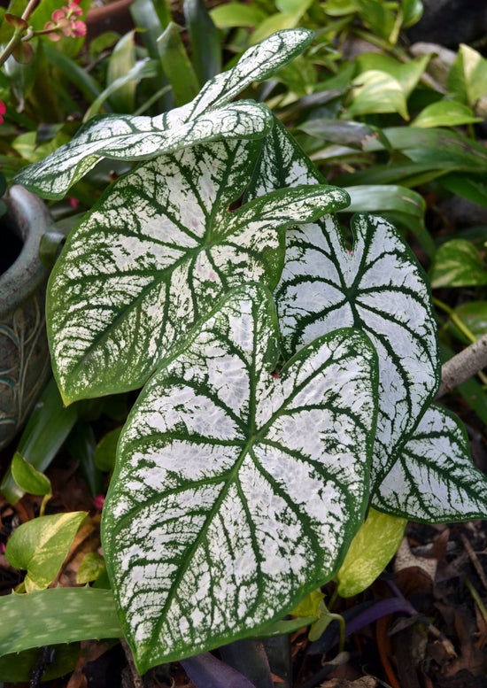 Caladium &