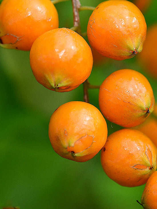 Golden Dewdrop Plant