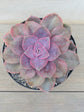 Echeveria Purple Pearl