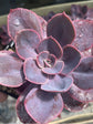 Echeveria Purple Pearl