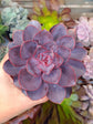 Echeveria Purple Pearl