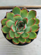 Echeveria Pulidonis Succulent Plant