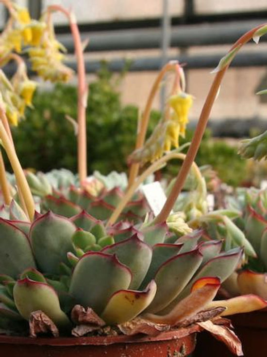 Echeveria Pulidonis Succulent Plant