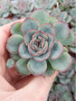 Echeveria Pulidonis Succulent Plant