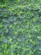 Creeping Fig Ficus