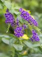 Golden Dewdrop Plant