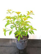 Firebush Plant