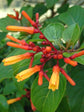 Firebush Plant