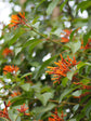 Firebush Plant