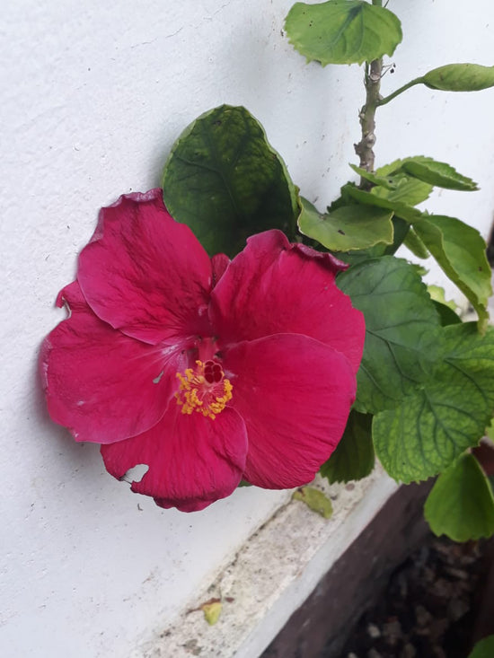 Hibiscus  &