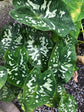 Hilo Beauty Caladium Plant