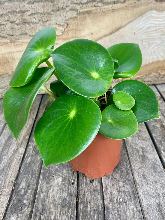 Raindrop Peperomia Plant