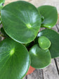 Raindrop Peperomia Plant