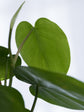 Heartleaf Philodendron Plant