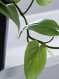 Heartleaf Philodendron Plant