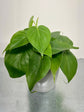 Heartleaf Philodendron Plant