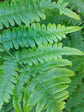 Bracken Fern