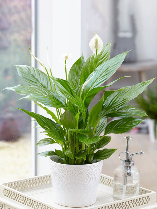 Peace Lily Plant