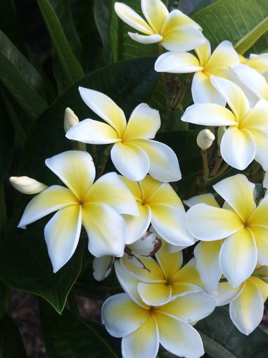 Plumeria Rubra Plant