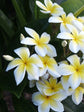 Plumeria Rubra Plant