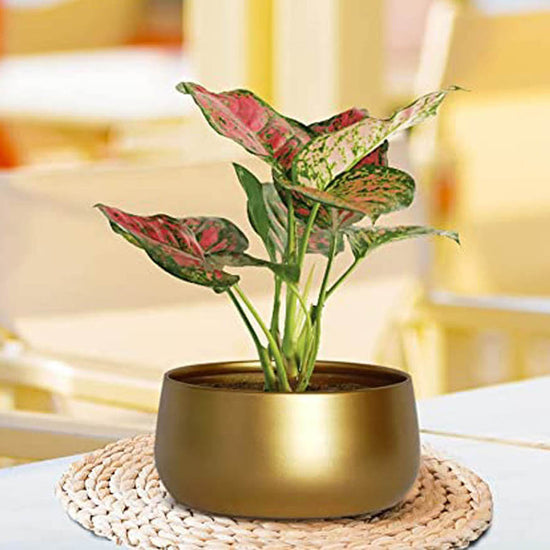 Iron Zoe Gold Iron Planter Gold color 