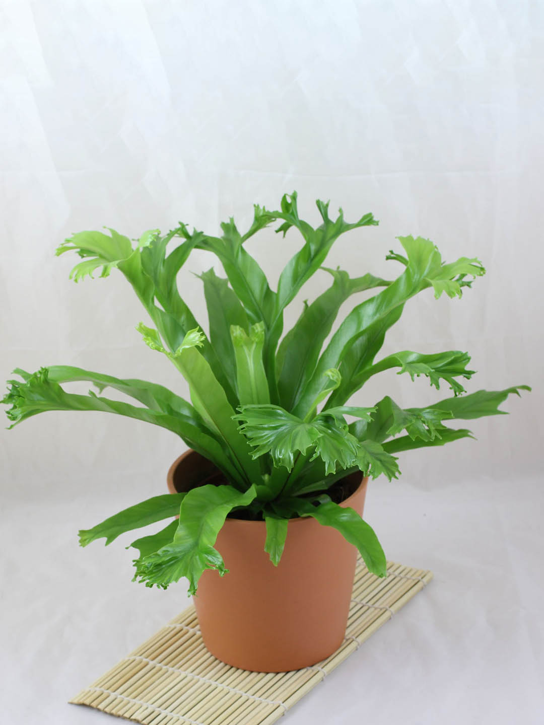 Asplenium Crissie Amy – Potclay